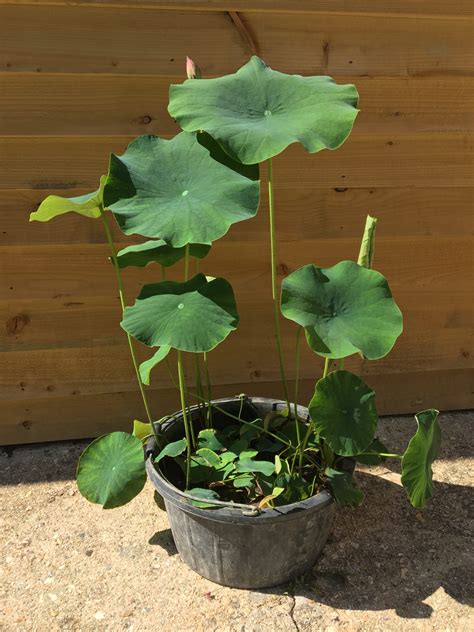 lotus hot pot & grill|how to grow lotus tubers.